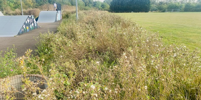 Image of green grass with wildflowers overlooking the skate park